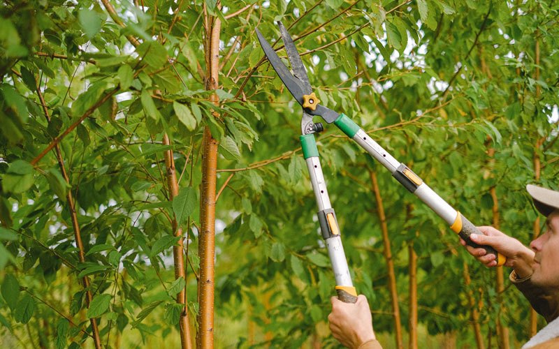 Tree trimming in Bethel, AK